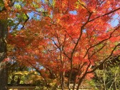 哲学の道の紅葉