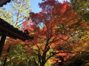 法然院の紅葉
