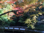 法然院の紅葉