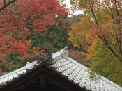 清閑寺の紅葉