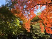 安楽寺山門とあざやかな紅葉