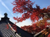 霊鑑寺の紅葉