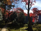 霊鑑寺の紅葉