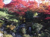紅葉・霊鑑寺
