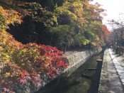 哲学の道の紅葉
