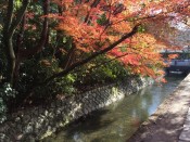 哲学の道の紅葉