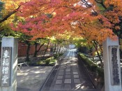 東福寺～嵐山紅葉コース