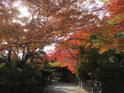 長岡天満宮の紅葉