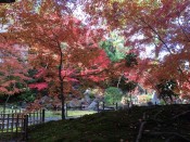 長岡天満宮錦景苑の紅葉