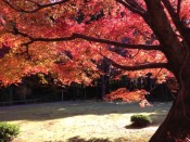 大河内山荘の真っ赤な紅葉