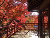 今熊野観音寺の真っ赤紅葉