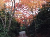 大河内山荘の紅葉