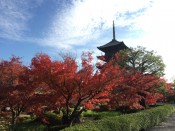 東寺の五重塔と紅葉