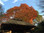 安楽寺茅葺きの山門と紅葉