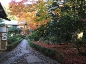 安楽寺のモミジ