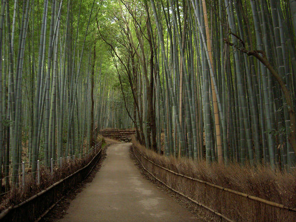 嵐山竹林