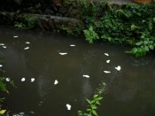 身のけがれを人がたの紙にうつし川に洗い流す