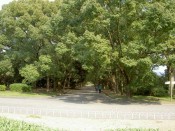 京都府立植物園くすのき並木
