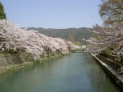 岡崎疏水の桜