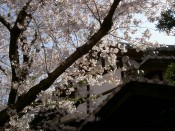 墨染寺の桜