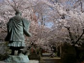 桜・墨染寺