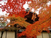 紅葉・光明寺
