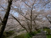 玉川堤の桜
