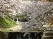 玉川堤の桜