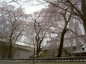 醍醐寺霊宝館と桜