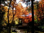 紅葉・地蔵院