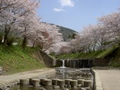 玉川堤の桜