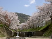 玉川堤の桜