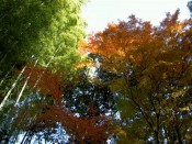 地蔵院の竹林と紅葉