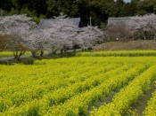 大御堂観音寺と菜の花と桜