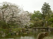 二条城二の丸庭園の桜