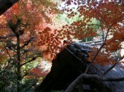 厭離庵の茅葺き屋根と紅葉