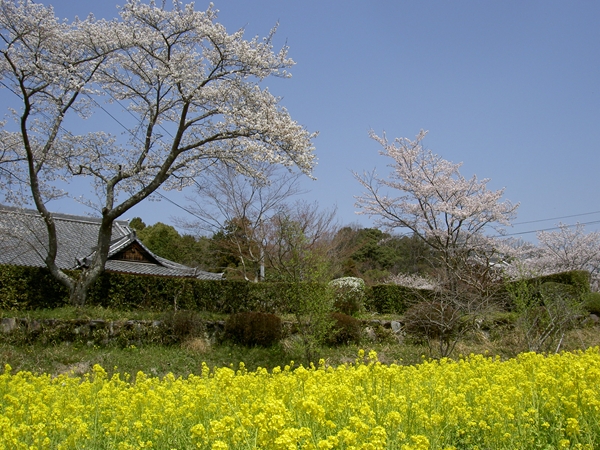 大御堂観音寺と菜の花と桜