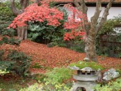 泉涌寺「御座所庭園」の紅葉
