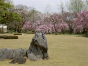 二条城庭園の桜