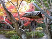 厭離庵あざやかな紅葉