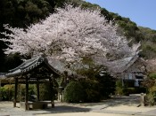 山崎聖天（観音寺）の桜