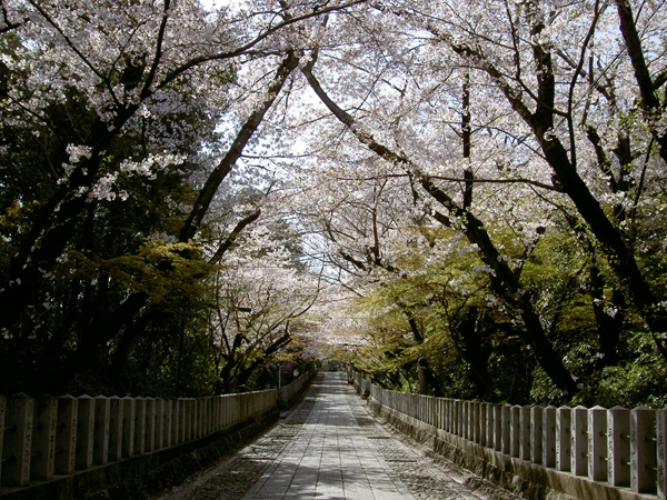 向日神社参道の桜