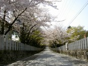 向日神社参道の桜