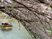 岡崎疏水十石舟と桜