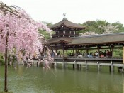 平安神宮泰平閣と桜