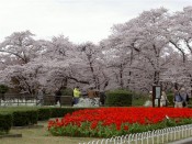 桜・京都府立植物園