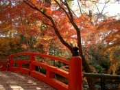 北野天満宮の鶯橋欄干と紅葉