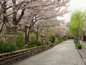 祇園白川の柳と桜