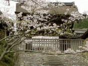 毘沙門堂勅使門と桜