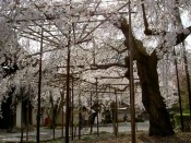 桜・毘沙門堂